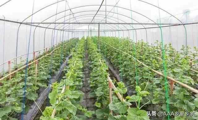 磷酸二氢钾怎么用有什么好处,磷酸二氢钾的施用方法有几种