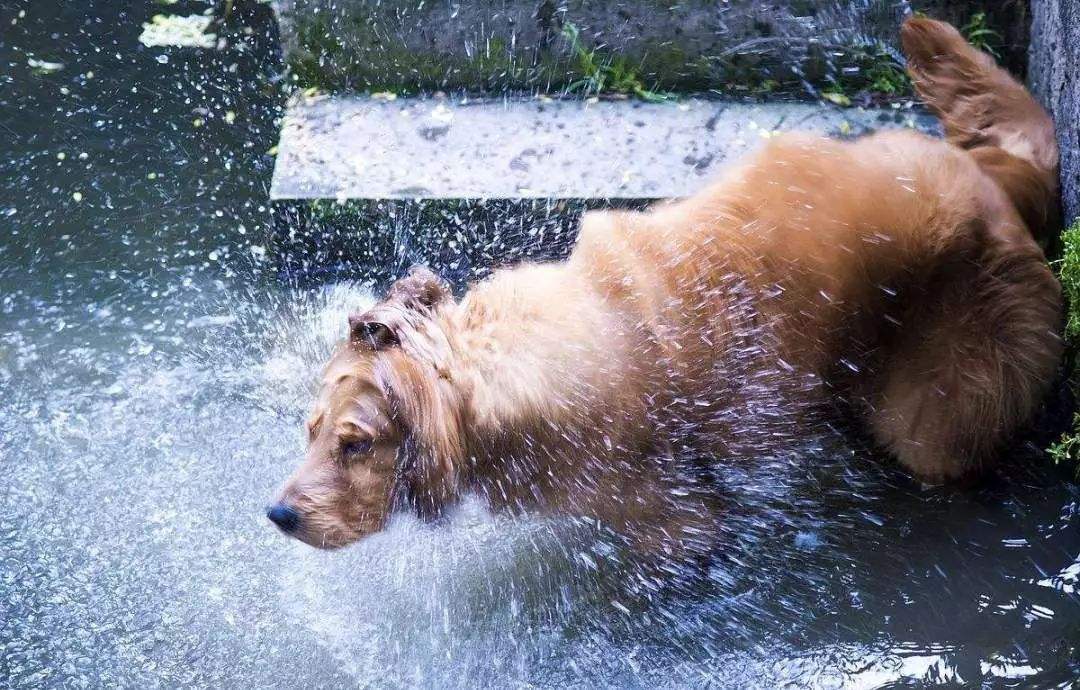 怎么在家洗狗能把狗洗干净,正确的洗狗步骤