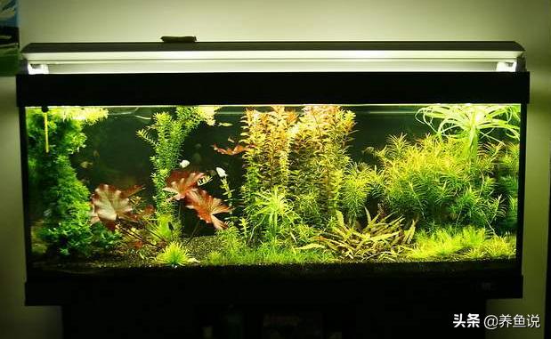 鱼缸加温棒怎么降温,热带鱼鱼缸降温的方法