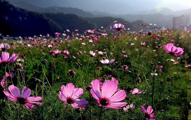 北碚蔡家地理位置地图,重庆的北碚偏僻吗