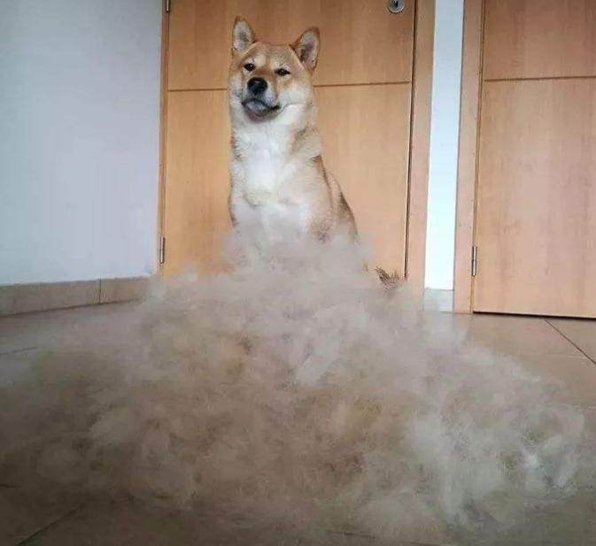 日本柴犬和国内的怎么不一样,日本柴犬怎么火起来的