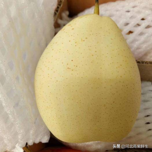 鸭梨雪梨香梨的区别,鸭梨雪梨皇冠梨哪个好