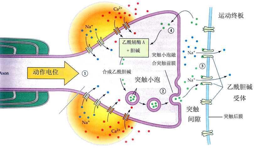 生理学排便机制,生理学尿的生成和排出