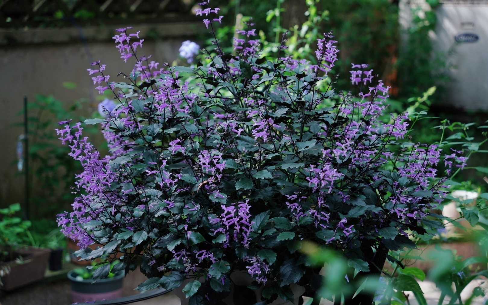 适合阳台养的花卉盆栽微香,满屋香室内花卉盆栽最好养