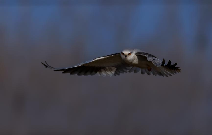 佳能拍鸟最佳镜头,佳能r5有鸟眼跟踪对焦吗