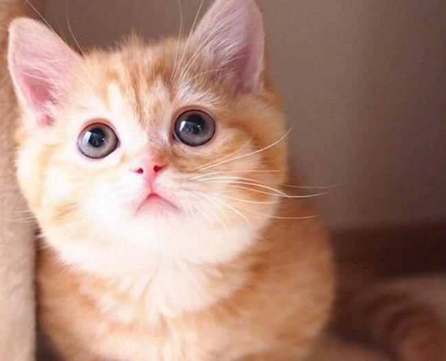 母猫交配后为什么会满地打滚，转过头攻击公猫？