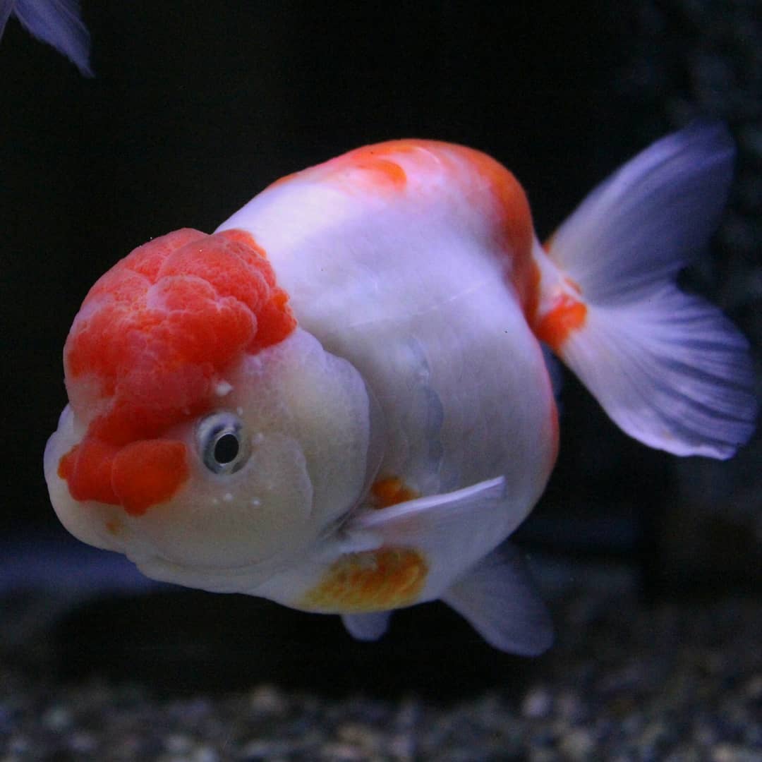 鹤顶红金鱼不建议新手养,金鱼怎么养才能更好