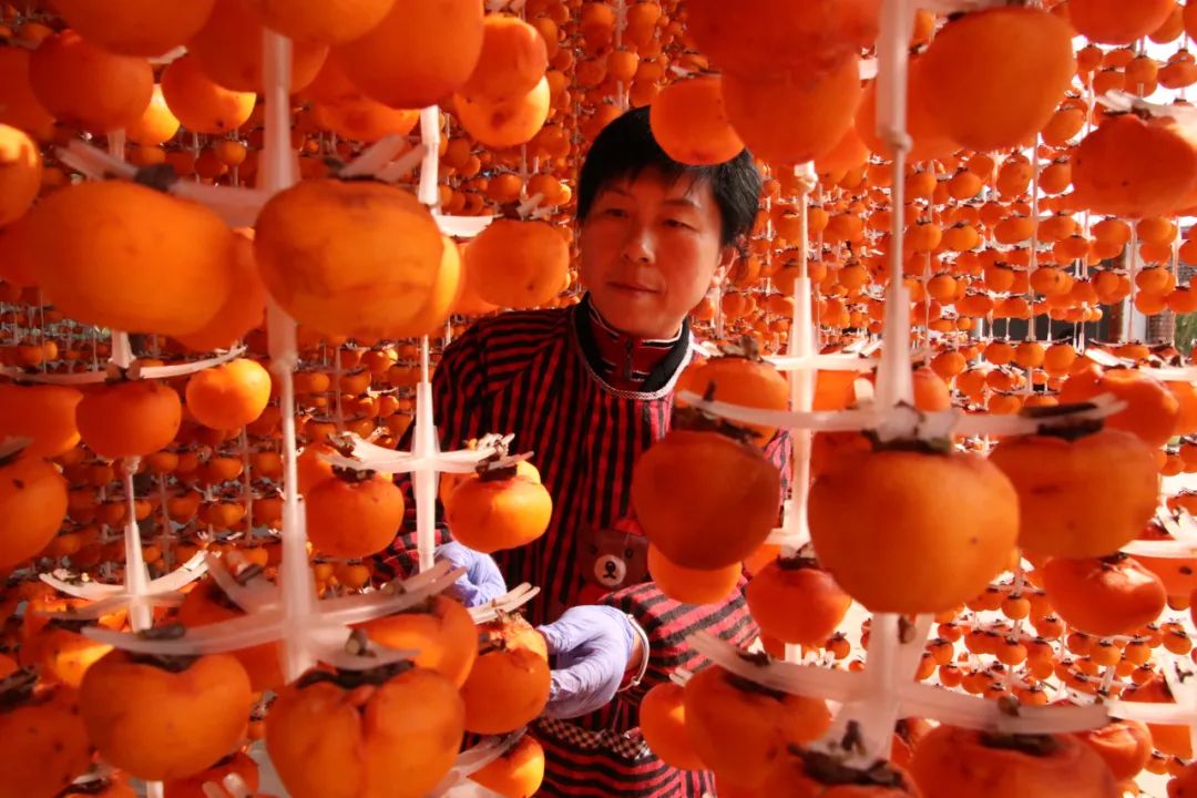 柿子红了美了家乡,柿子红了乡村