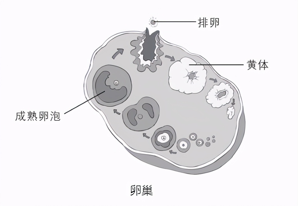 怎么分辨姨妈血什么颜色,姨妈血颜色很淡去医院怎么检查