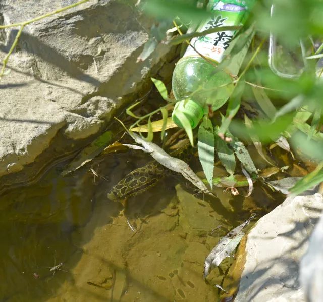 黑鱼基本都在哪,关于黑鱼的深度解析