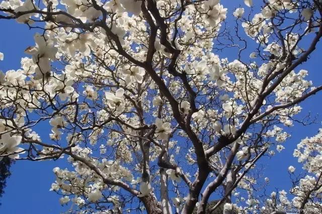 禹州清明踏青旅游攻略,禹州春游爬山的好地方