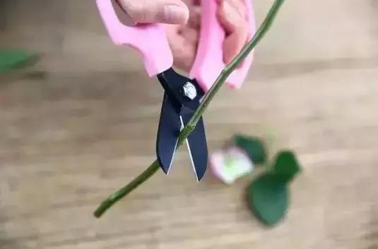 玫瑰忘记浇水干枯了怎么挽救,玫瑰蔫了用雪碧怎么补救