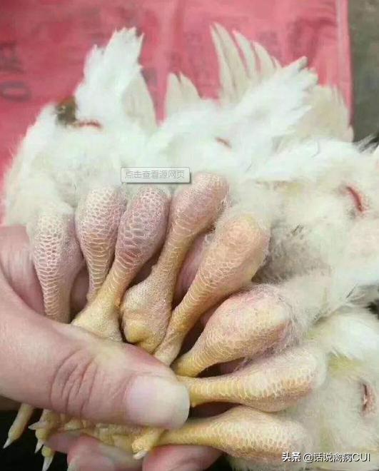 鸡关节肿大有积液,鸡脖子歪打转嗉囊肿胀是什么病