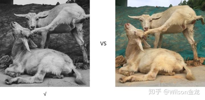 黑白照片变彩色是原来的颜色吗,为什么一点黑白照片就能变成彩色