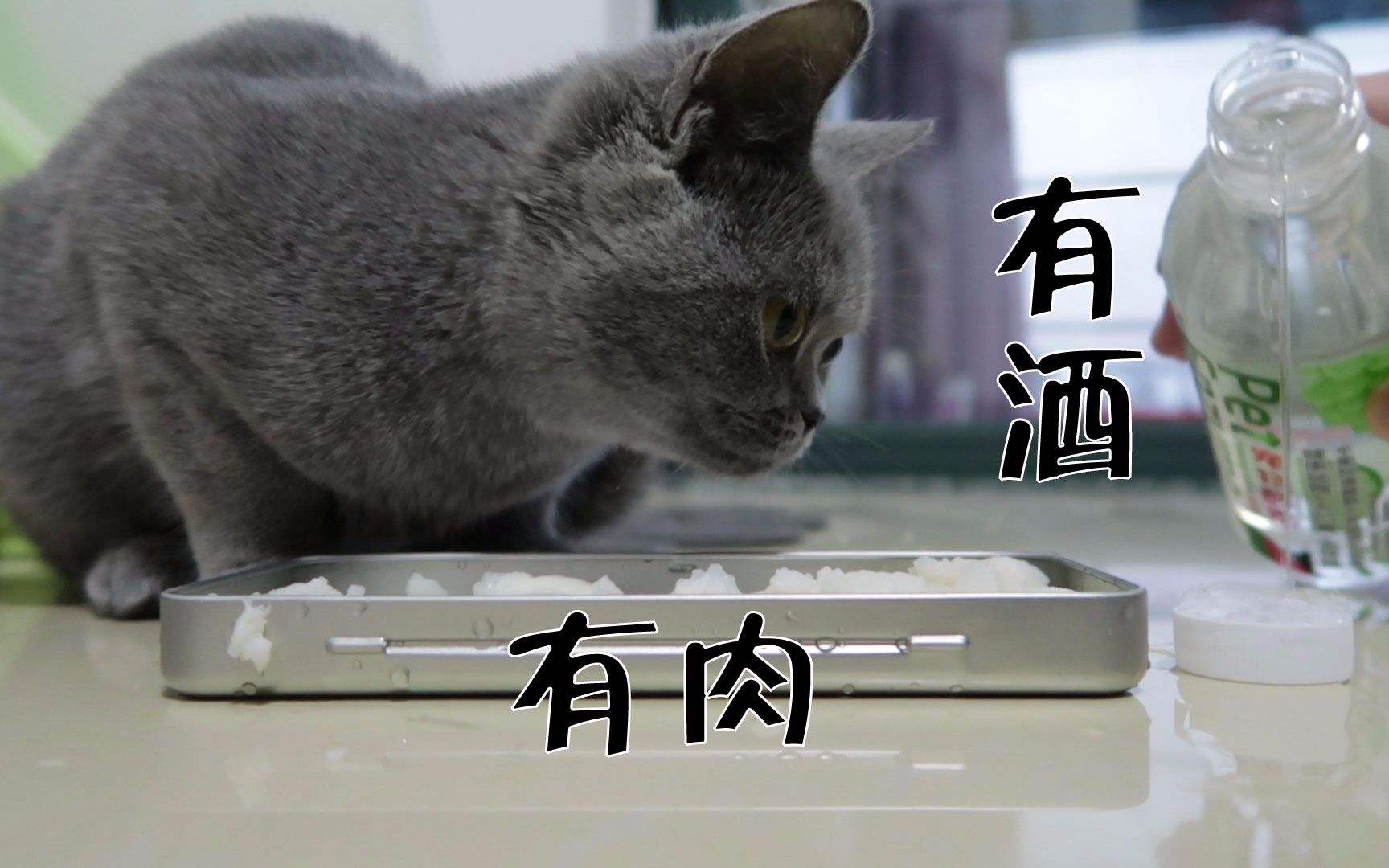 猫咪喝酒对身体有什么危害,猫咪吃太多肝脏会怎么样