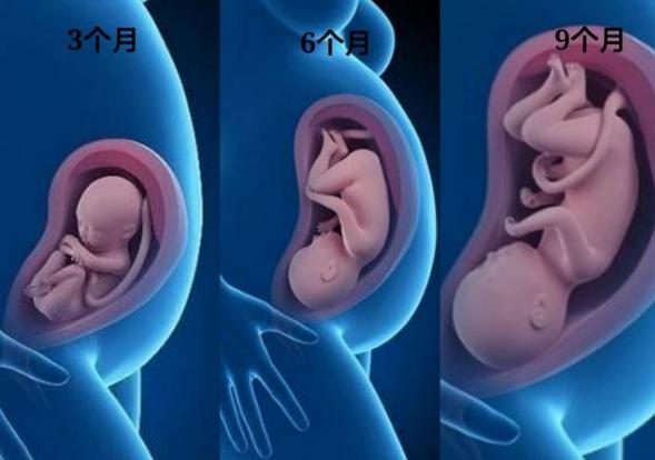 怀孕6周胎儿是什么状态,怀孕七个月的胎宝宝各方面标准