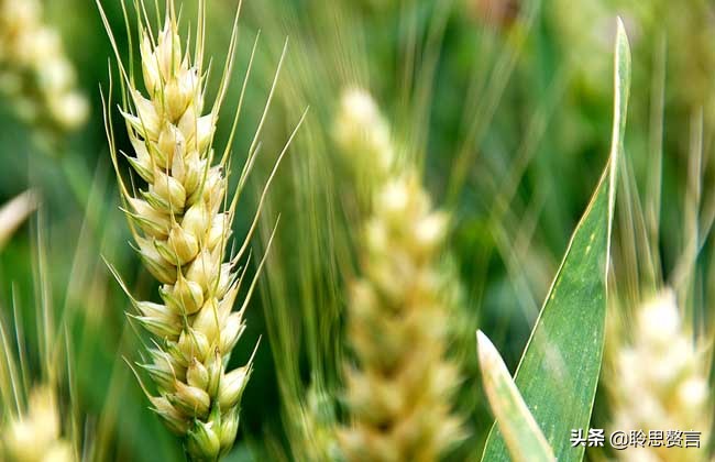 夏日诗句精选,30首夏日诗词人间最美是初夏