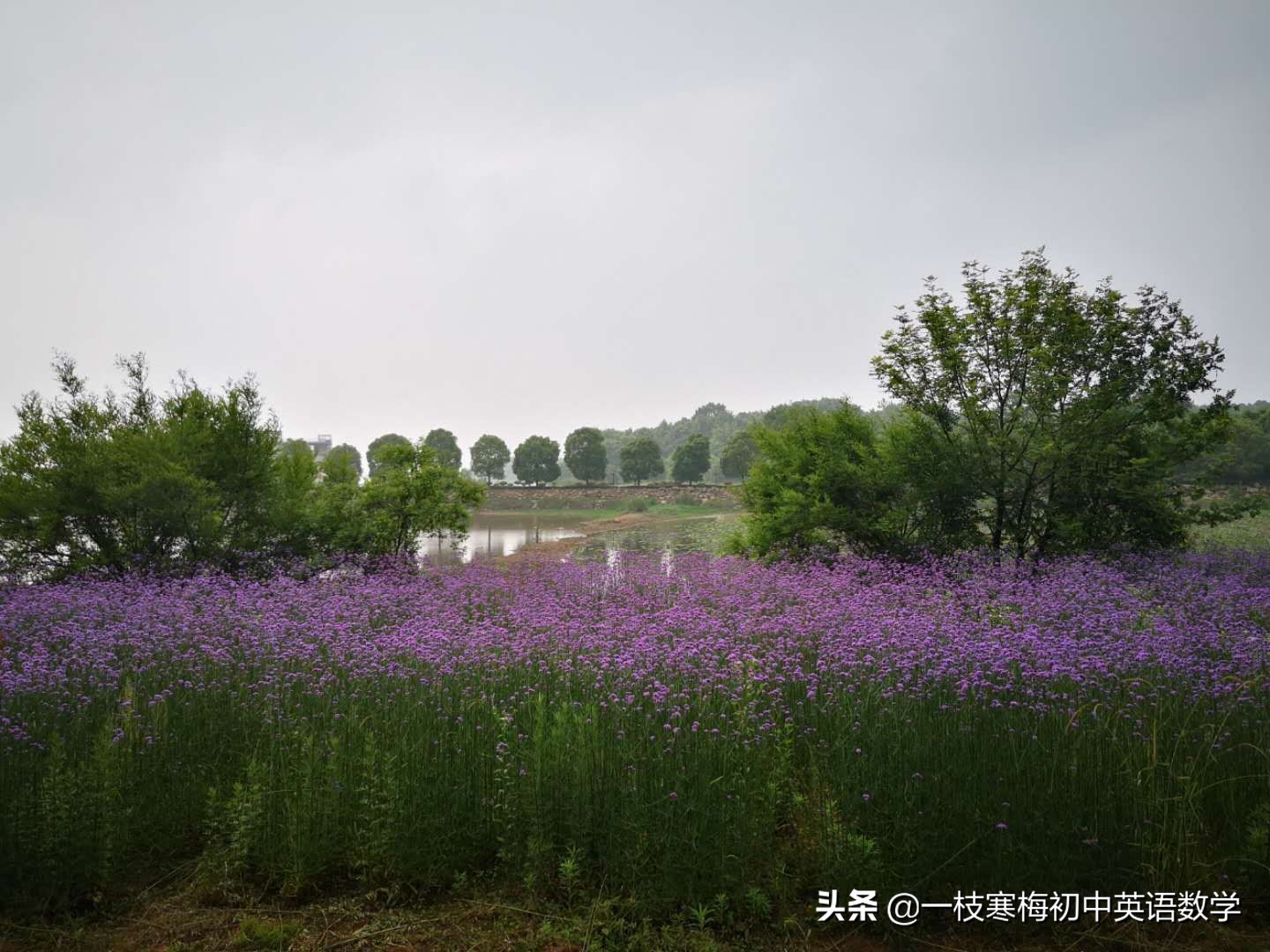 宾语从句课件初中英语,一枝寒梅初中英语宾语从句