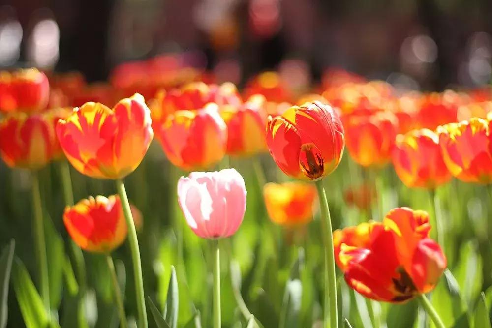 最适合赏花的花,视觉盛宴五种赏花名花供您选择