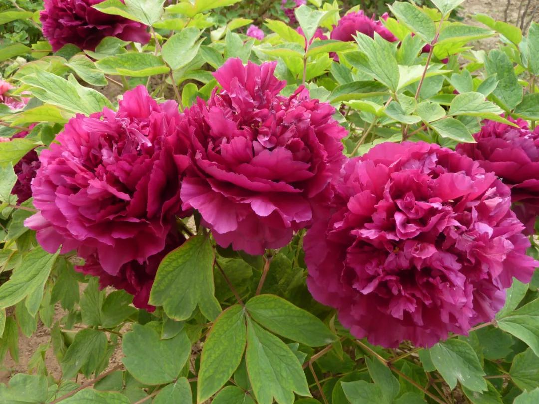 国色天香牡丹花雍容华贵,花中之王国色天香牡丹花