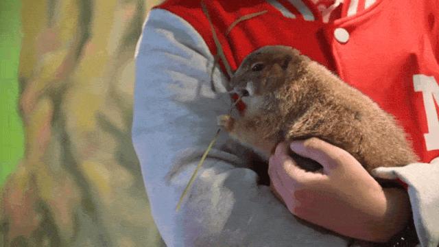 大连么么哒动物园 (大连小众动物园)