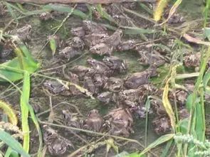 北方农业种植致富项目,农业种植致富项目有什么