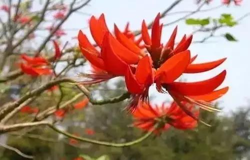 中国各市的市花,全国56个城市市花一览