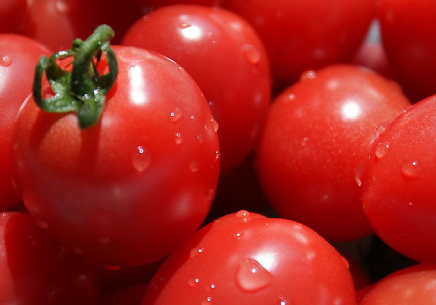 西红柿移栽的管理方法视频,西红柿移苗标准是怎样的