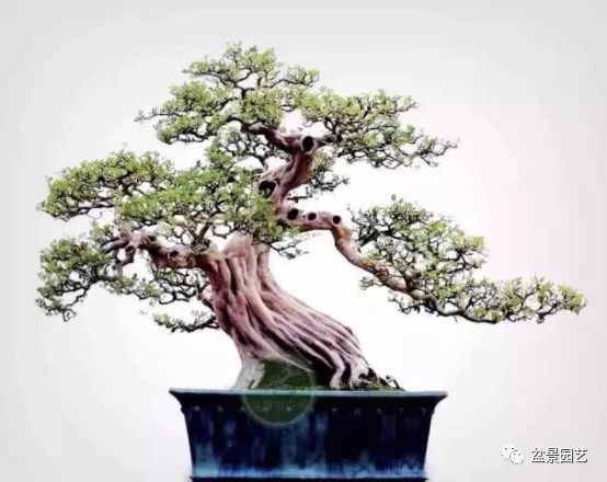 有哪些经典盆景树种,最值得收藏的六种盆景树种是哪些