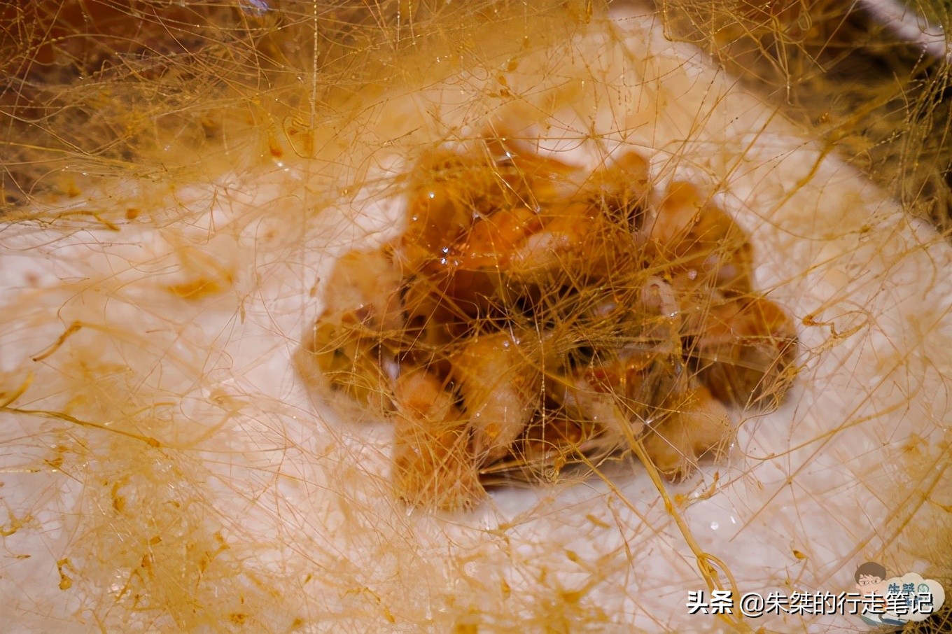 相伴“皖”美童趣，六一带上大、小朋友玩转文人墨客钟爱的广德