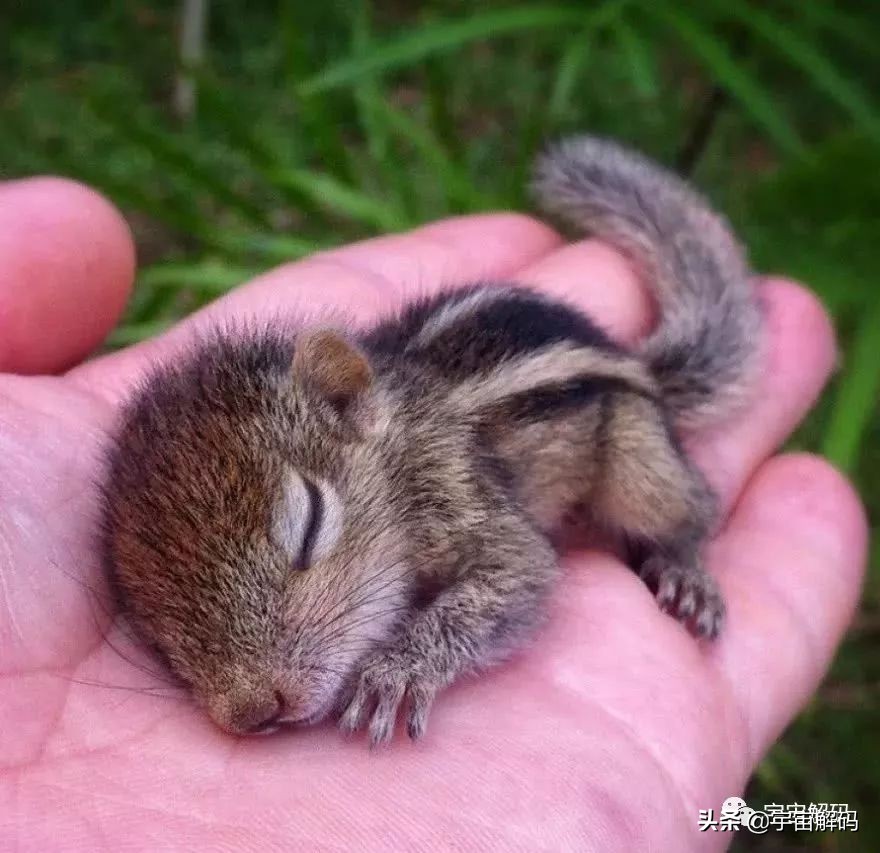 20张动物照片,宝宝萌照动物图片