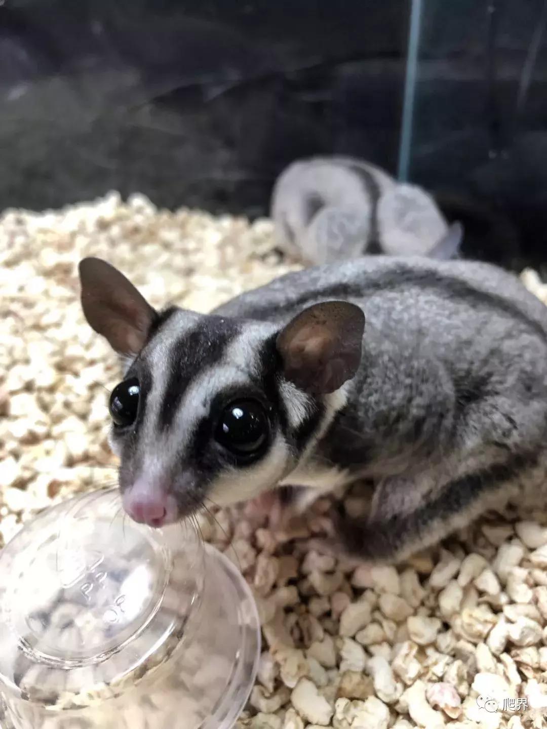 伦敦的爬宠店,隐藏在小区深处的店铺