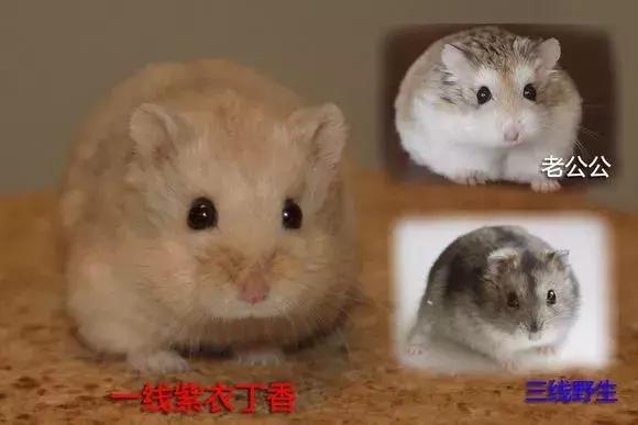 仓鼠怎么分辨一线和三线,三线仓鼠大战一线仓鼠