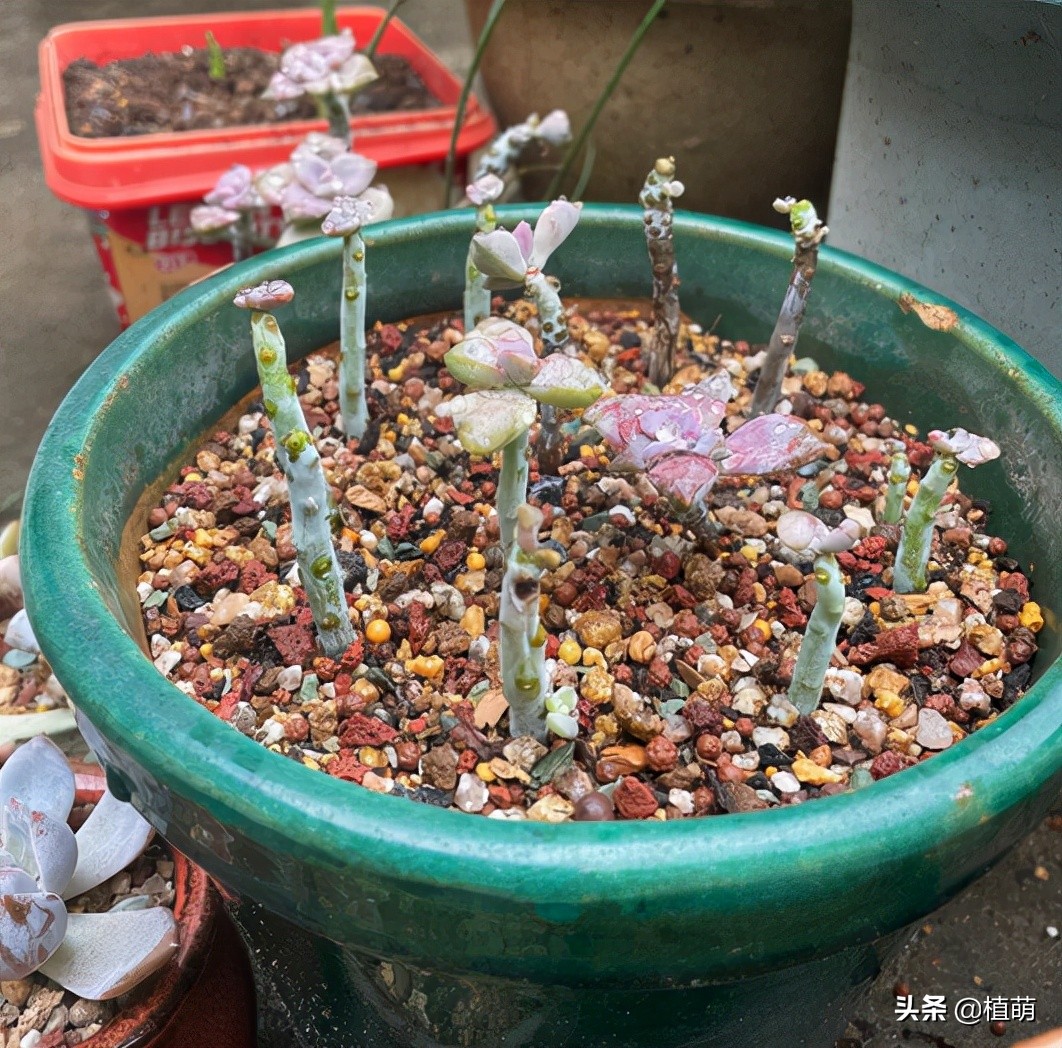 紫乐度夏的正确方法,紫乐光杆子怎样可以爆侧芽