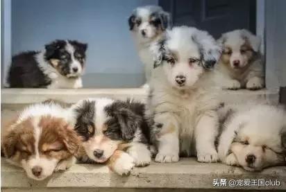 犬舍繁育什么狗好,犬舍犬种怎么选