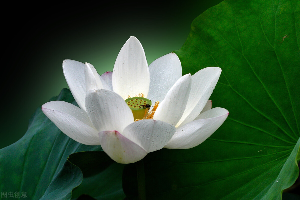澶ф柟鏃犻殔澶ч煶甯屽0澶у櫒鏅氭垚,澶ф柟鏃犻殔澶ц薄鏃犲舰澶ф櫤鑻ユ剼