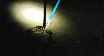 蛇出没!别怕,有“蓝朋友”保护你!