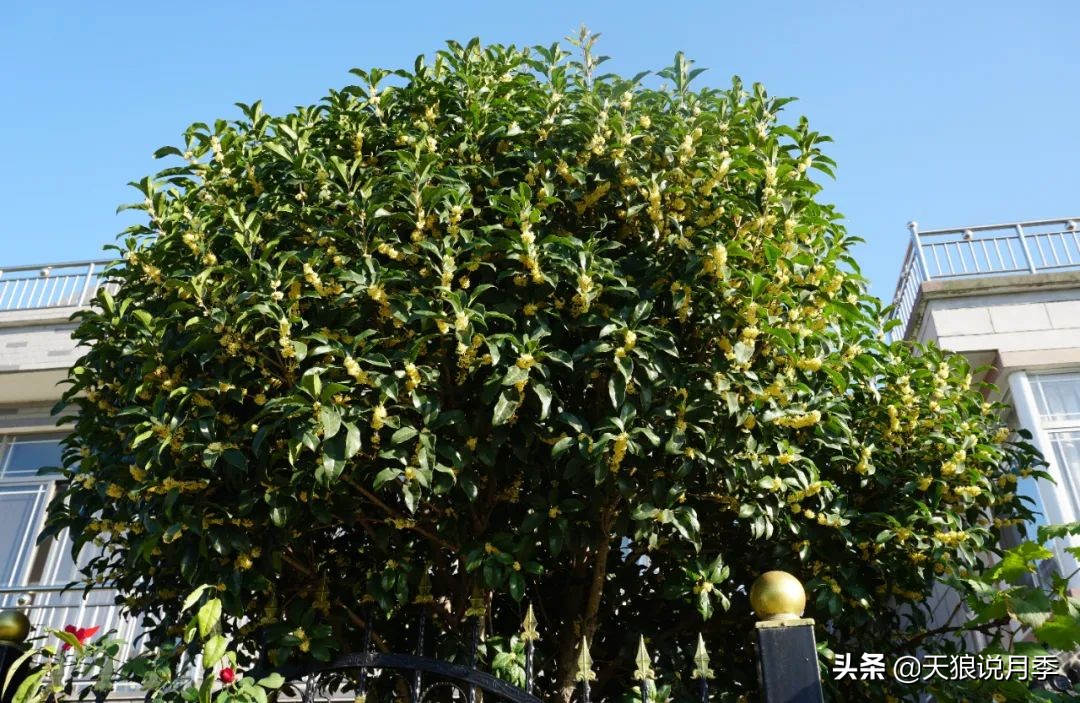 不用再羡慕别人家的院子,庭院养护全攻略