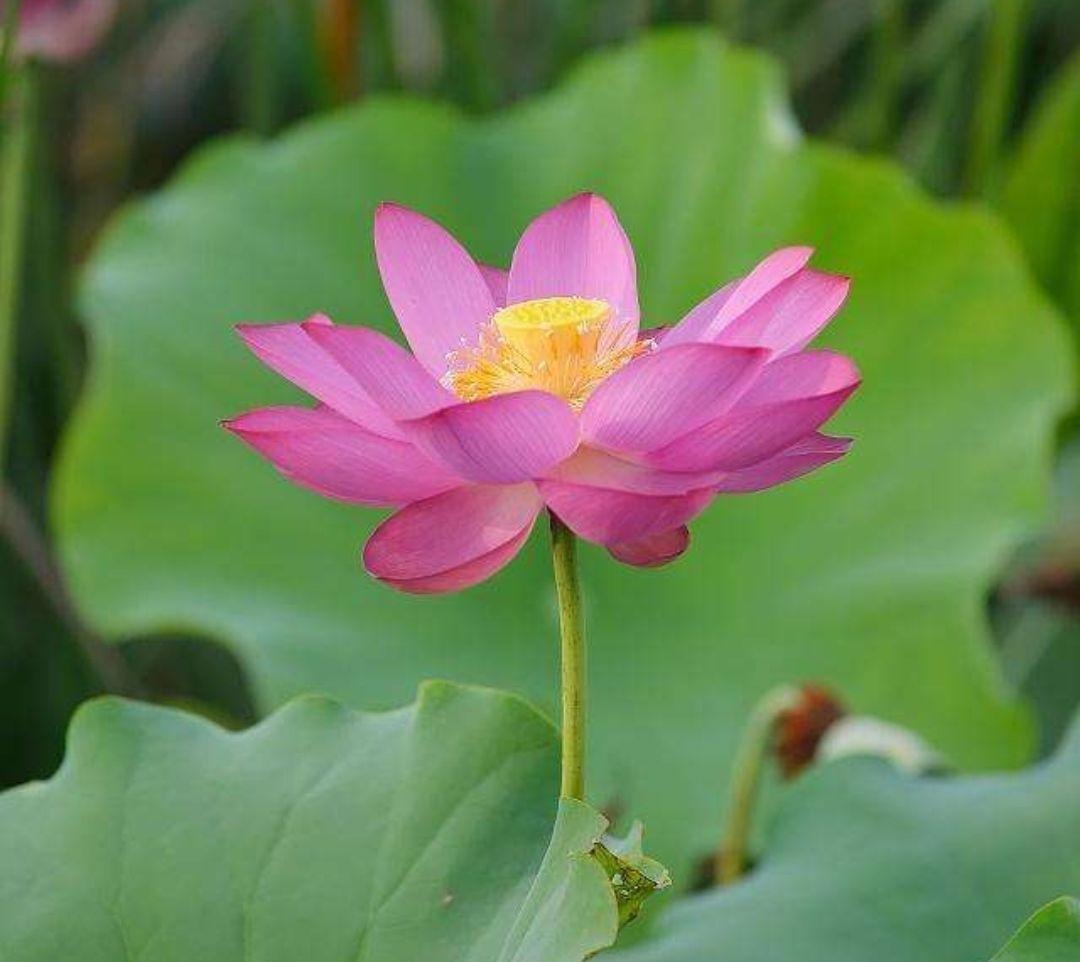 出水芙蓉是什么花图片,出水芙蓉是什么花有什么作用