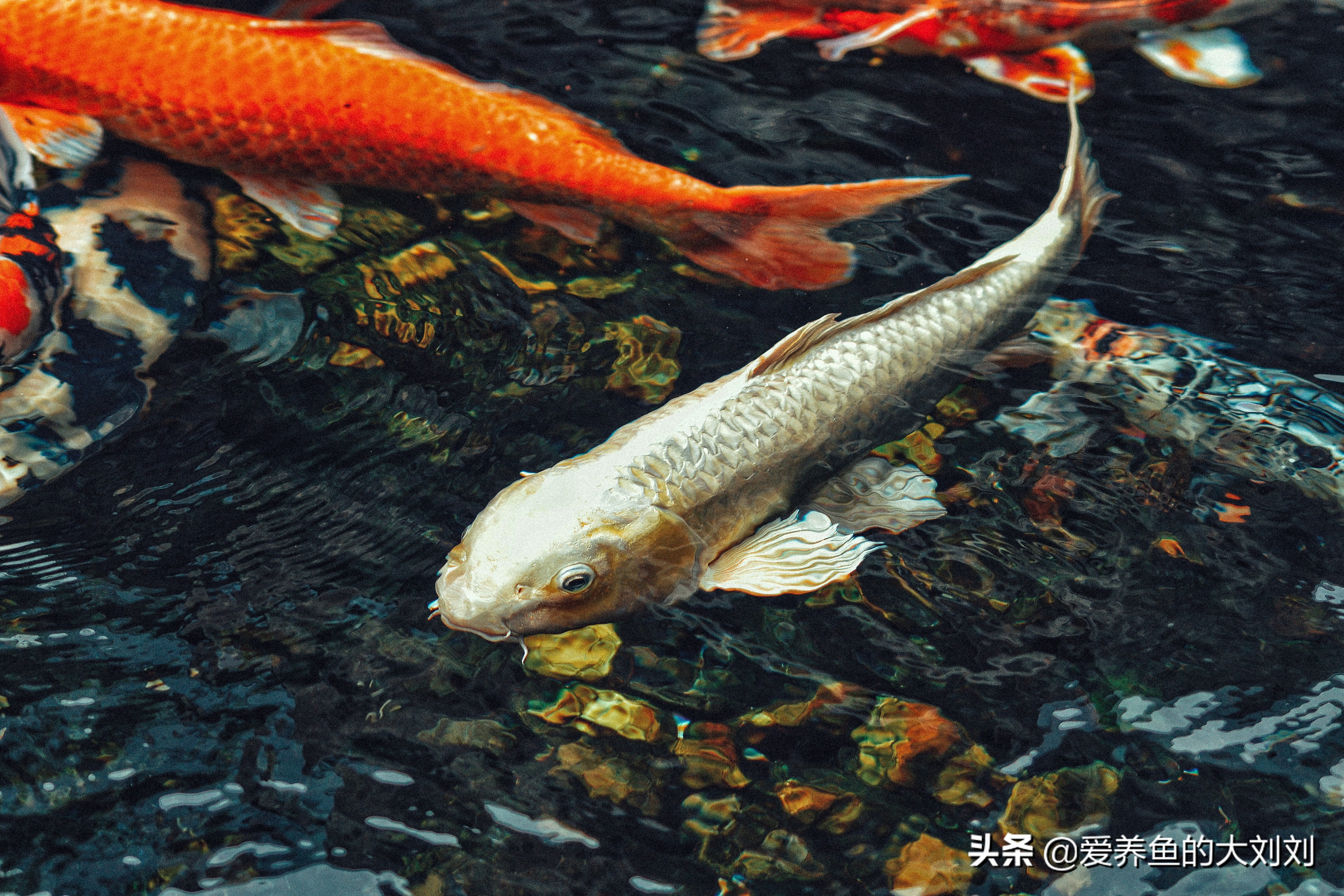 观赏鱼喂多了怎么办,观赏鱼要不要喂鱼食