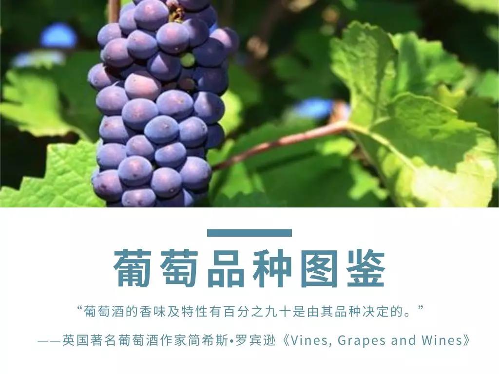 世界葡萄品种最甜十大排名榜,世界十大葡萄酒葡萄品种介绍