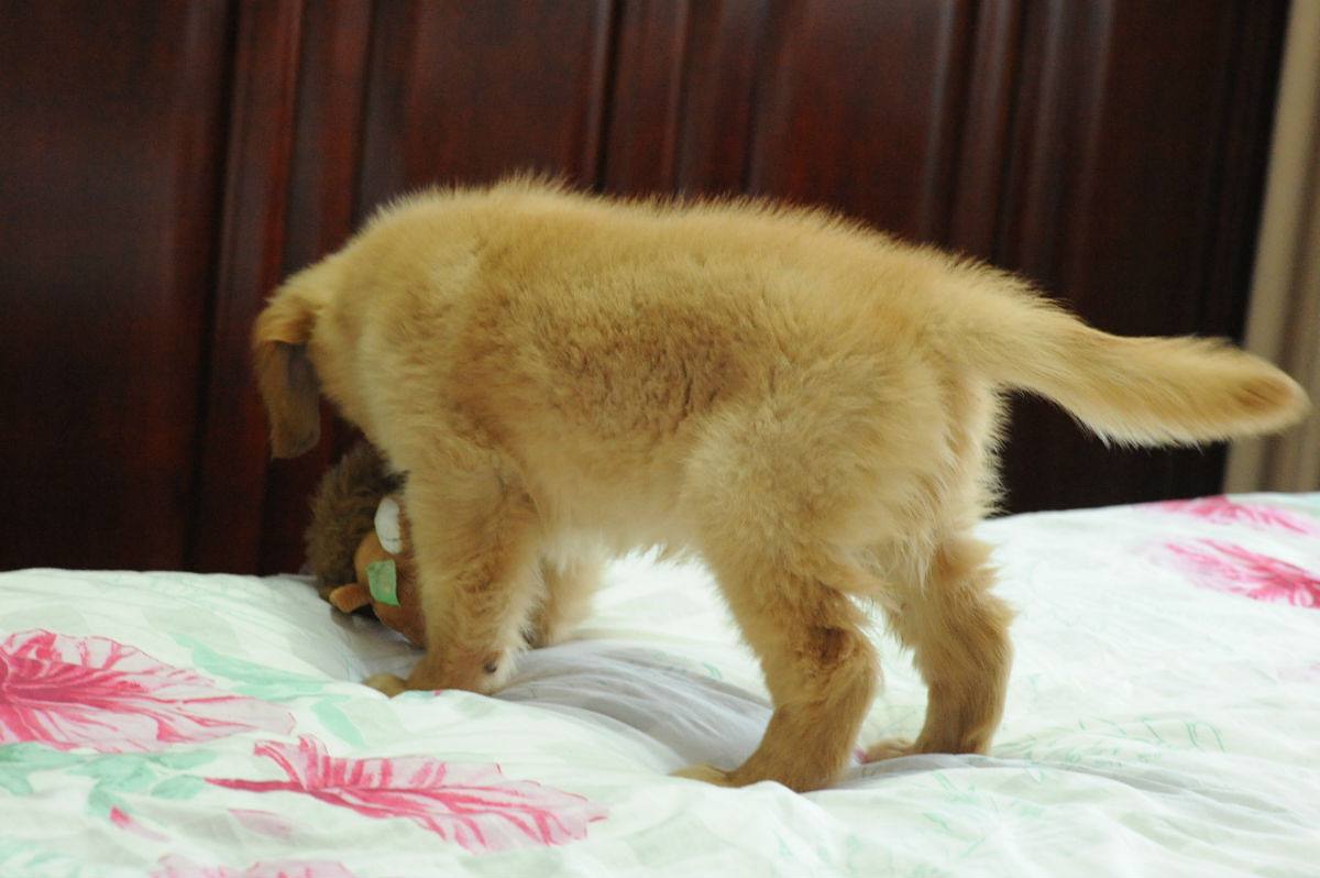 新手养狗的2大注意事项,新手养狗技巧和注意事项