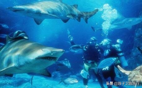 上海法租界十大必去景点图片,2022上海亲子游必去的14个景点