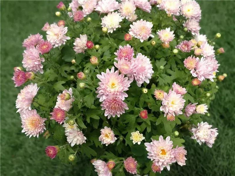 天竺葵的养护视频,垂吊天竺葵的养护