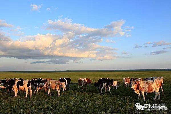 你知道奶牛的一生有多痛苦吗,我们喝牛奶却不知道牛奶从何而来