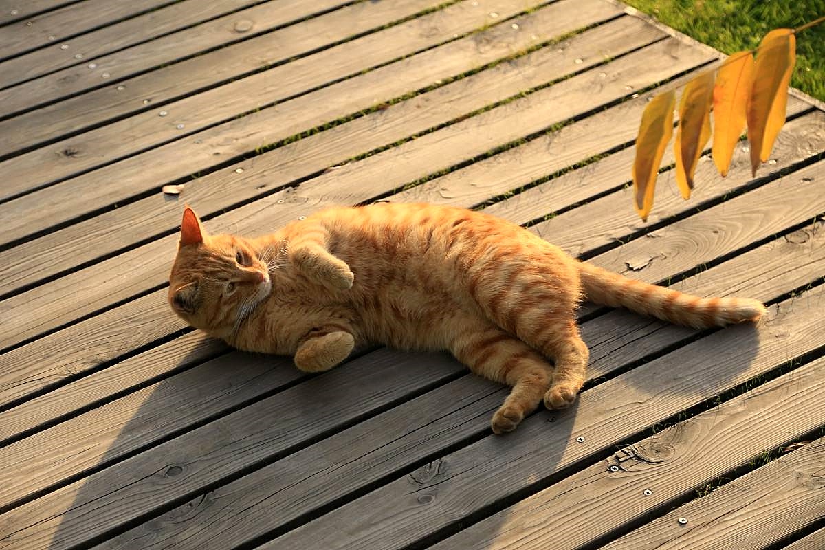 橘猫为什么不叫黄猫,橘猫不叫是什么原因