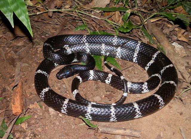 中国十大毒蛇银环蛇排名第几 (中国的毒蛇)