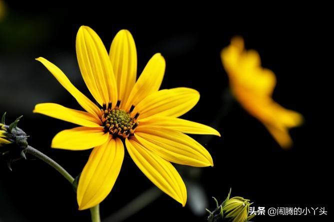 菊芋花开金灿烂,洋姜高洁清雅语