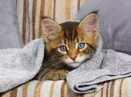 福懋动物医院看病贵吗,福懋动物医院猫科