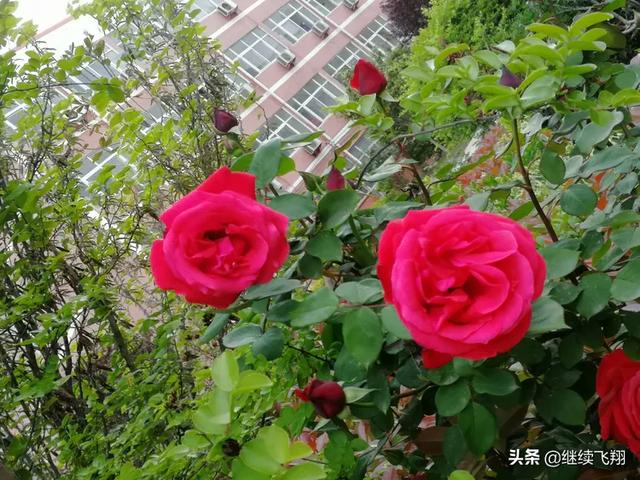 学校开学的方式值得称赞，河南周口市郸城县